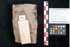 Foto (Objekt + Etikett) von Sapindus cassioides Ettingshausen (NHMW-GEO-2024-0188-8025)